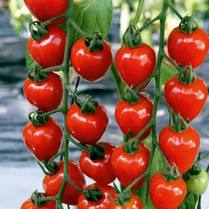 Çilek Domatesi (Tomatoberry) [Tohhum Ev Bahçe]