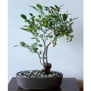 Blueberry Bonsai Ağacı 10+ Tohum [Tohhum Ev Bahçe]