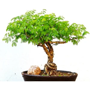 Bodur Akasya Ağacı 10+ Tohum [Tohhum Ev Bahçe]