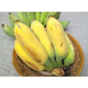 Altın Parmak Muz Tohumu(Goldfinger Banana) [Tohhum Ev Bahçe]
