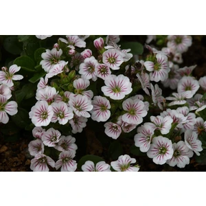 Bahar Yıldızı (Gysophila Elegans) [Tohhum Ev Bahçe]