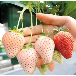 Beyaz Çilek Tohumu White Soul Fragaria [Tohhum Ev Bahçe]
