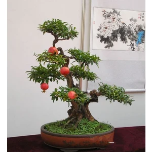 Bonsai Nar Ağacı Tohumu (Saksı Toprak Seti) [Tohhum Ev Bahçe]