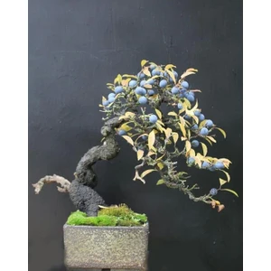Blueberry Bonsai Ağacı 10+Tohum Saksı Toprak Seti [Tohhum Ev Bahçe]