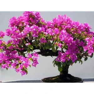 Erguvan Bonsai Ağacı 5 Tohum [Tohhum Ev Bahçe]