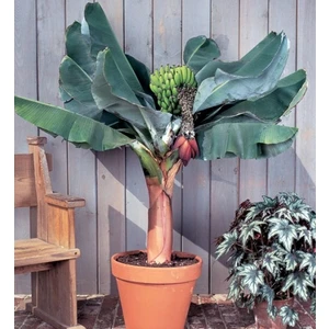 Bodur Muz Tohumu(Cavendish Dwarf Banana) [Tohhum Ev Bahçe]