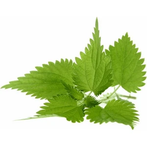 Isırgan Otu Tohumu(Urtica Dioica) [Tohhum Ev Bahçe]
