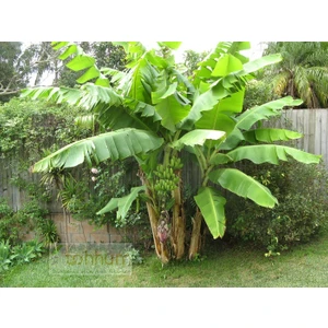 Muz Tohumu(Mysore Banana) [Tohhum Ev Bahçe]