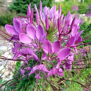 Örumcek Çiçeği (Cleome Spinosa) [Tohhum Ev Bahçe]