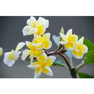 Plumeria (Hint Mabet Ağacı) Tohumu [Tohhum Ev Bahçe]