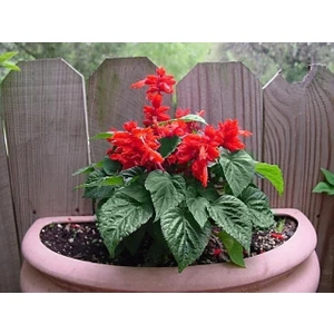 Salvia Red* Tohum+Saksı+Toprak [Tohhum Ev Bahçe]