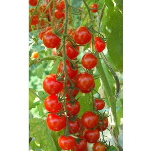 Sarkan Cherry Domates (Saksı Toprak Seti ) [Tohhum Ev Bahçe]