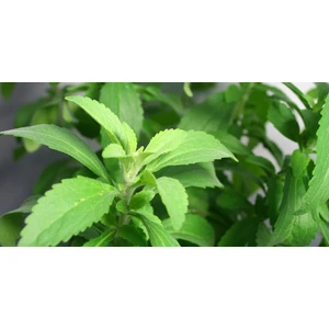 Stevia Şeker Otu Tohumu [Tohhum Ev Bahçe]