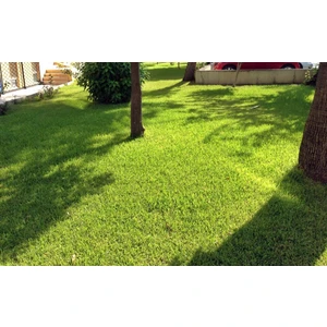 Yarı Gölge Alanlar İçin Çim Tohum [Tohhum Ev Bahçe]