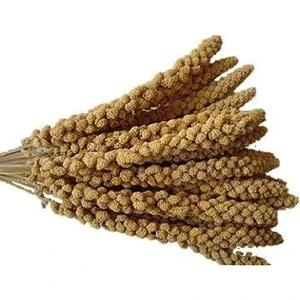 Doğal Dari Kuş Yemi 500 Gr