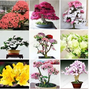 Tohum Diyarı Açelya 22 Çeşit Karışık Bonsai 10+ Tohum