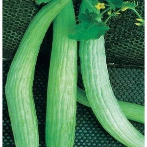 Tohum Diyarı Acur Tohumu 15 + Tohum