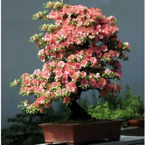Tohum Diyarı Açık Pembe Açelya Bonsai Tohumu 10+