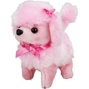 Sevimli Köpek Poodle