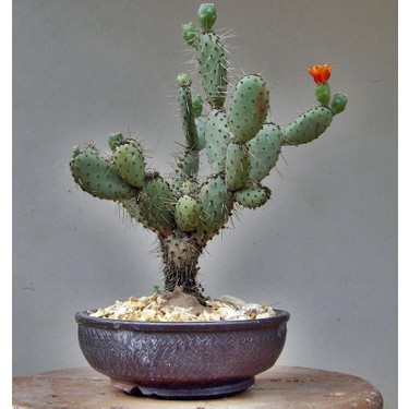 tohhum opuntia hint inciri tohumu opuntia bonsai tohhum fiyati