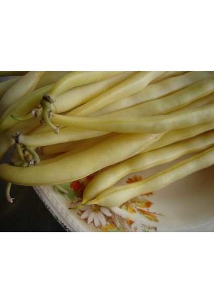 Sarı Fasulye*(Golden Bean) [Tohhum Ev Bahçe]