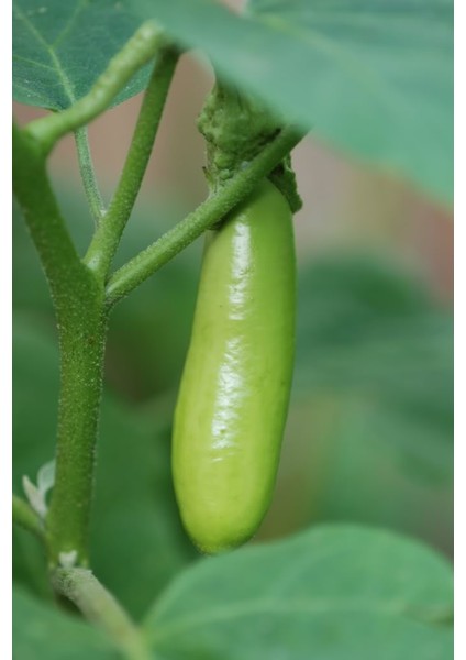 Yeşil Patlıcan* (Thaı Eggplant) [Tohhum Ev Bahçe]