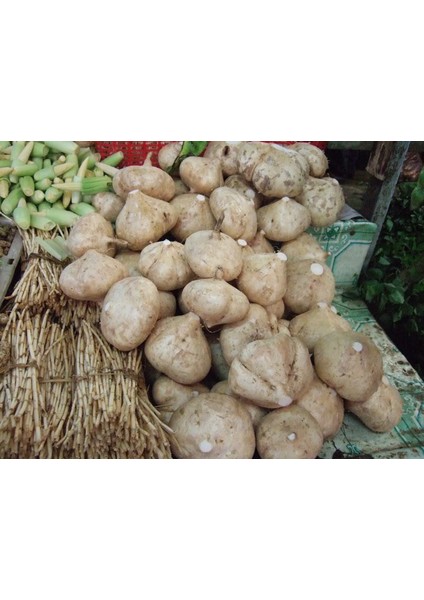 Tatlı Patates Tohumu (Yam Bean) [Tohhum Ev Bahçe]