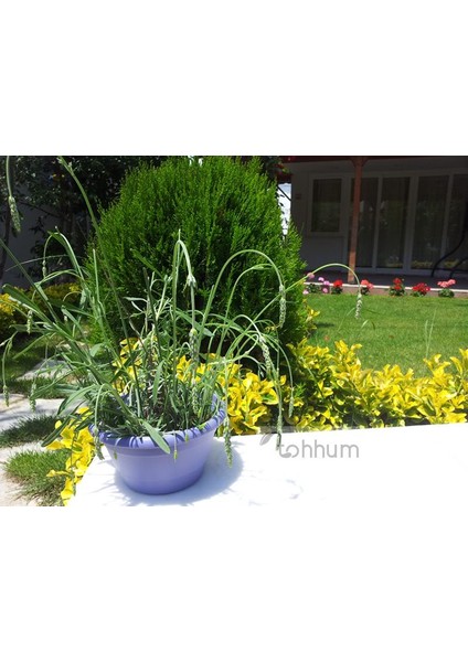 Lavanta Çiçeği Tohumu+Saksı+Toprak [Tohhum Ev Bahçe]