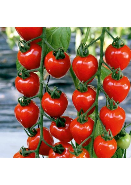 Çilek Domatesi (Tomatoberry) [Tohhum Ev Bahçe]