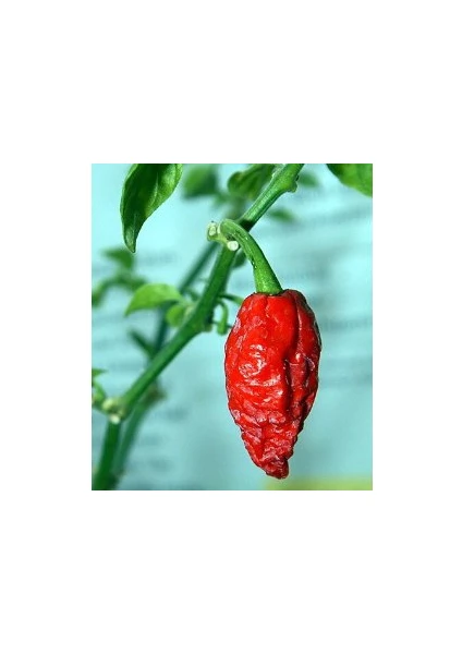 Bhut Jolokia Biberi [Tohhum Ev Bahçe]