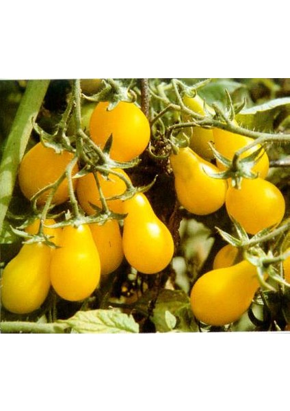 Sarı Ampul Cherry Domates [Tohhum Ev Bahçe]