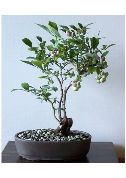 Blueberry Bonsai Ağacı 10+ Tohum [Tohhum Ev Bahçe]