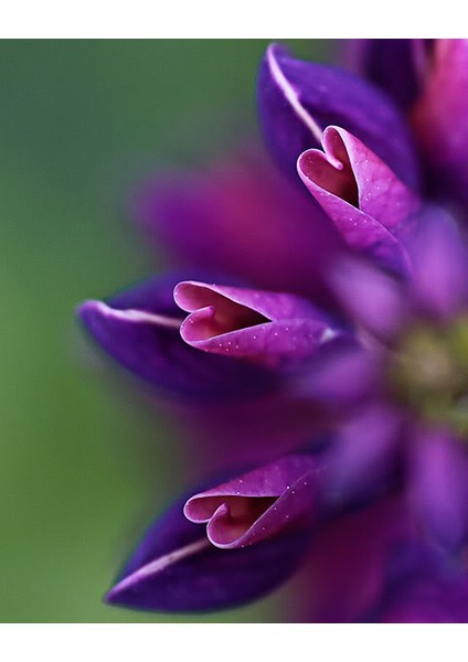 Acı Bakla Çiçeği* ( Lupine ) [Tohhum Ev Bahçe]