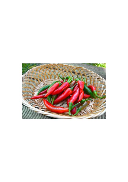 Acı Kuş Biberi(Bırd Pepper)10+Tohum+Saksı+Toprak [Tohhum Ev Bahçe]