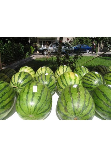 Adana Karpuzu Tohumu* 10+ Tohum [Tohhum Ev Bahçe]