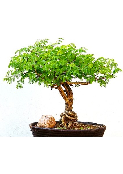 Bodur Akasya Ağacı 10+ Tohum [Tohhum Ev Bahçe]