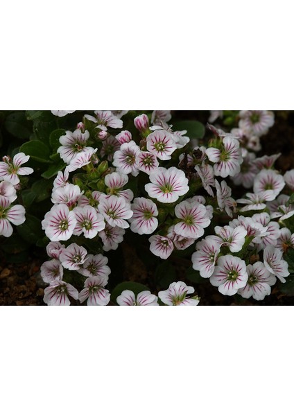 Bahar Yıldızı (Gysophila Elegans) [Tohhum Ev Bahçe]