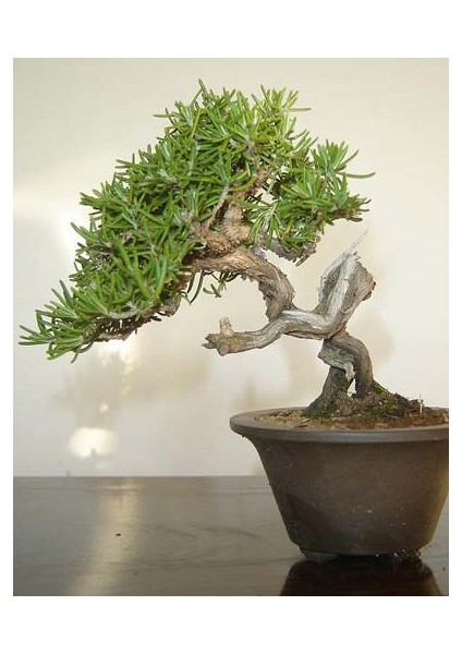 Biberiye Bonsai Ağacı 10 Tohum(Saksı Toprak Seti) [Tohhum Ev Bahçe]