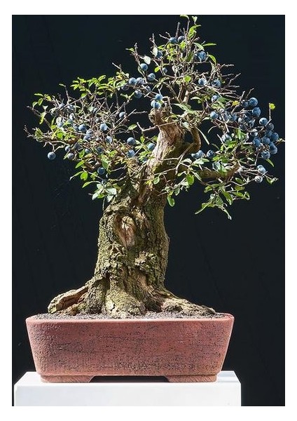 Blueberry Bonsai Ağacı 10+Tohum Saksı Toprak Seti [Tohhum Ev Bahçe]