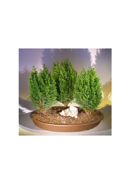 Limon Servi Bonsai Ağacı Tohumu [Tohhum Ev Bahçe]