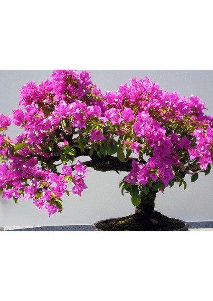 Erguvan Bonsai Ağacı 5 Tohum (Saksı Toprak Seti) [Tohhum Ev Bahçe]