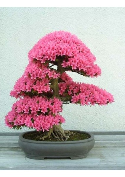 Erguvan Bonsai Ağacı 5 Tohum (Saksı Toprak Seti) [Tohhum Ev Bahçe]