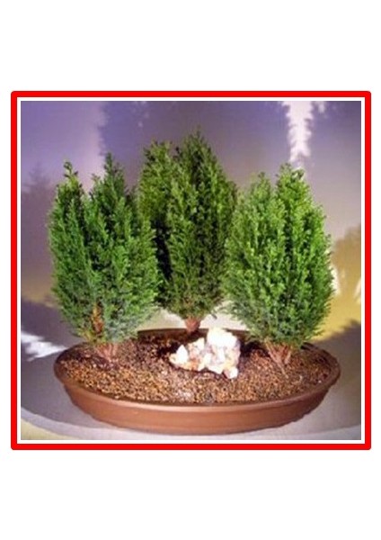 Limon Servi Bonsai Tohumu (Saksı Toprak Seti) [Tohhum Ev Bahçe]