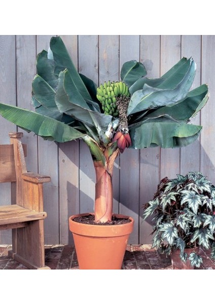 Bodur Muz Tohumu(Cavendish Dwarf Banana) [Tohhum Ev Bahçe]