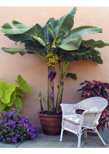 Bodur Muz Tohumu(Cavendish Dwarf Banana) [Tohhum Ev Bahçe]