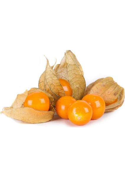Goldenberry Altın Çilek [Tohhum Ev Bahçe]