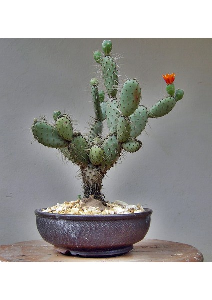 Hint İnciri Tohumu(Opuntia Bonsai)(Saksılı Set) [Tohhum Ev Bahçe]