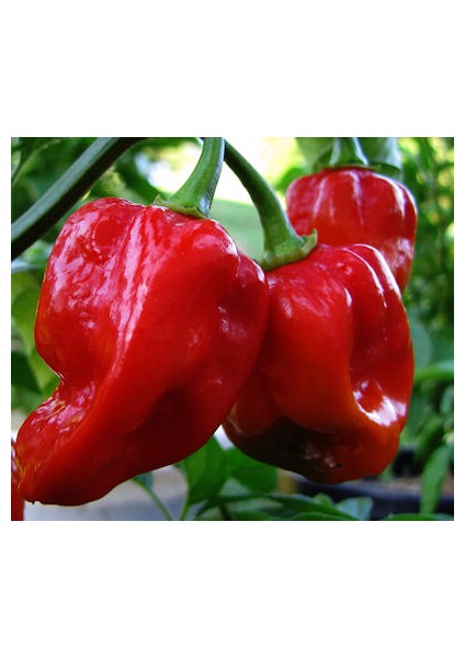 Kırmızı Habanero Biberi Tohumu [Tohhum Ev Bahçe]
