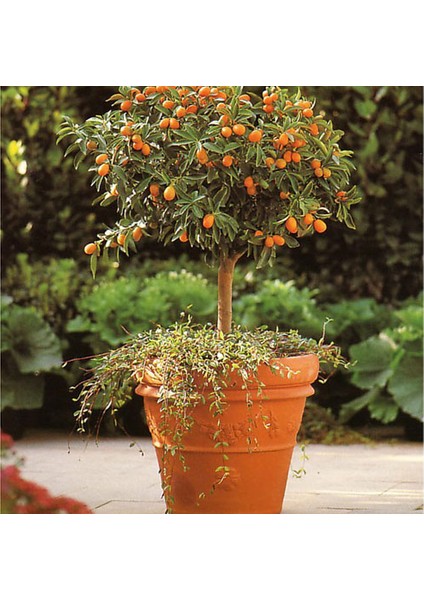 Kumkuat Mandalina 5 Tohum [Tohhum Ev Bahçe]