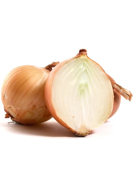 Onion Soğan* 50+ Tohum [Tohhum Ev Bahçe]